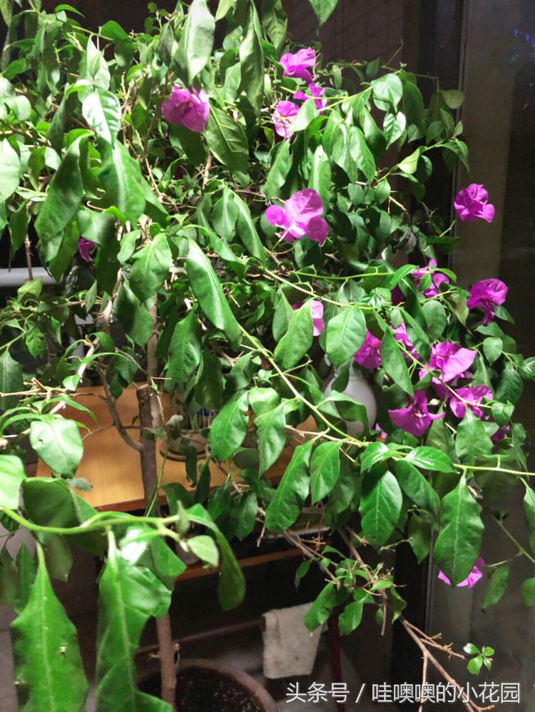 三角梅叶子总是打蔫怎么回事,三角梅叶子皱巴巴什么原因