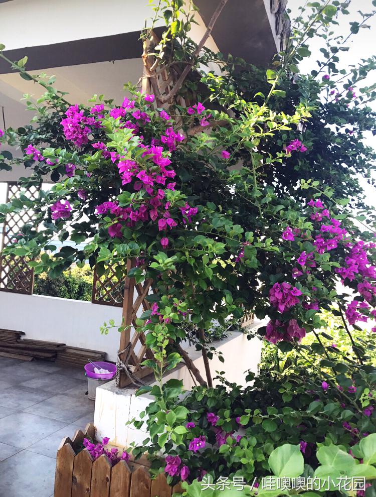 三角梅叶子总是打蔫怎么回事,三角梅叶子皱巴巴什么原因