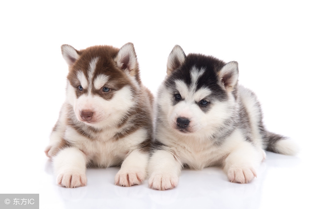 哈士奇价格一般多少,哈士奇在购买中应该了解的事宜