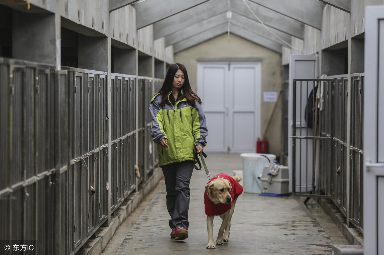 哈士奇价格一般多少,哈士奇在购买中应该了解的事宜