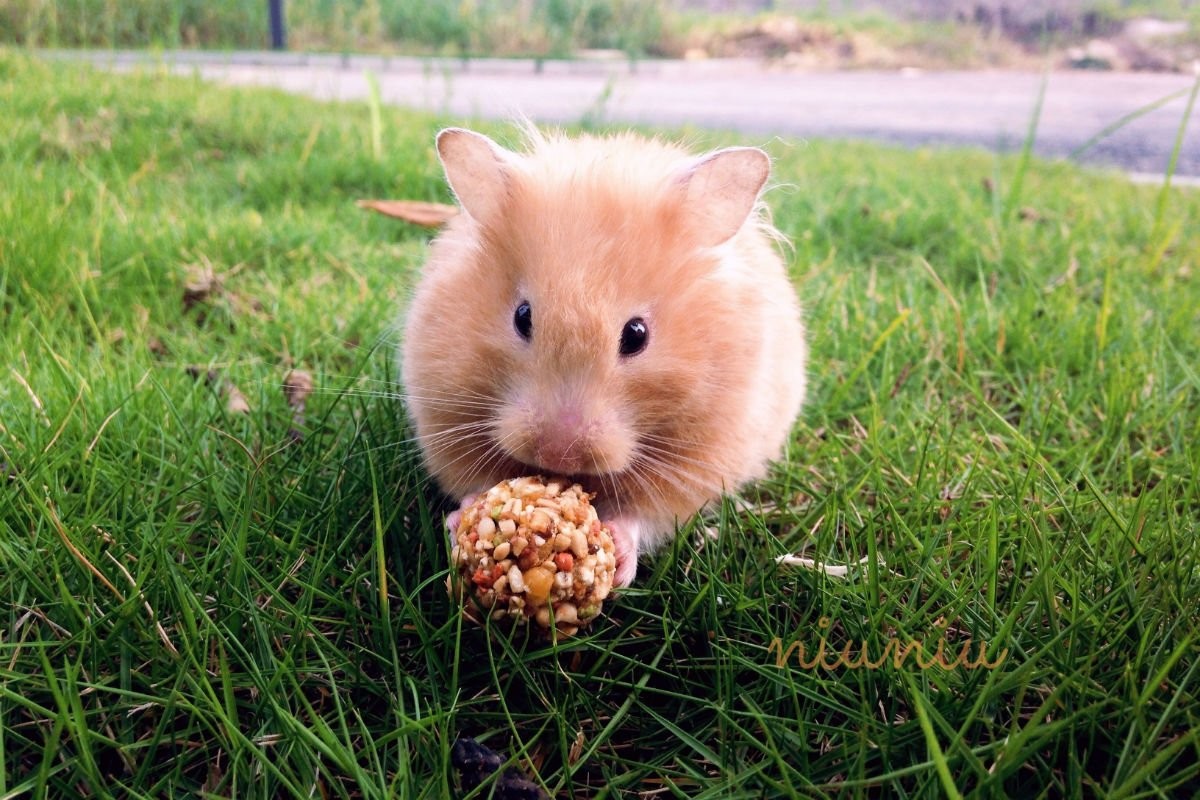 玻璃缸养仓鼠,第一次养仓鼠