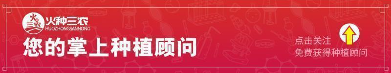 “花心”的不止萝卜,还有西兰花