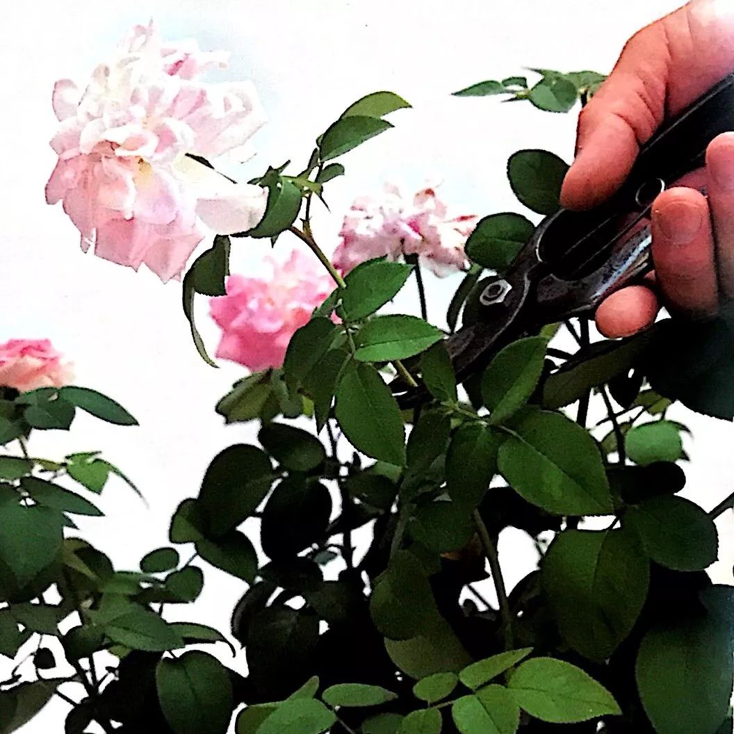 5种洋气花,什么花价格便宜又好养