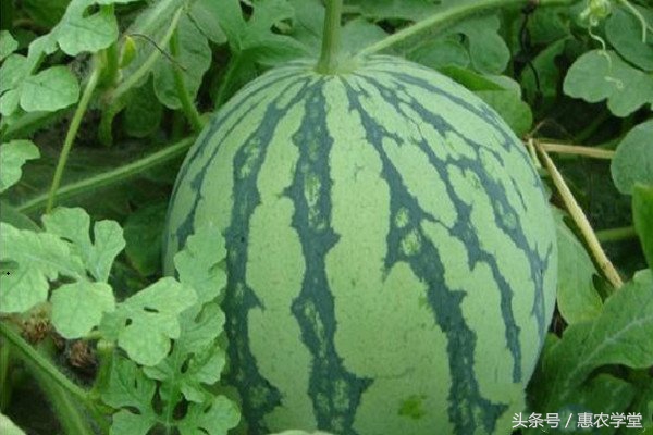 西瓜种植后不开果怎么办,嫁接西瓜苗定植后几天生长新根