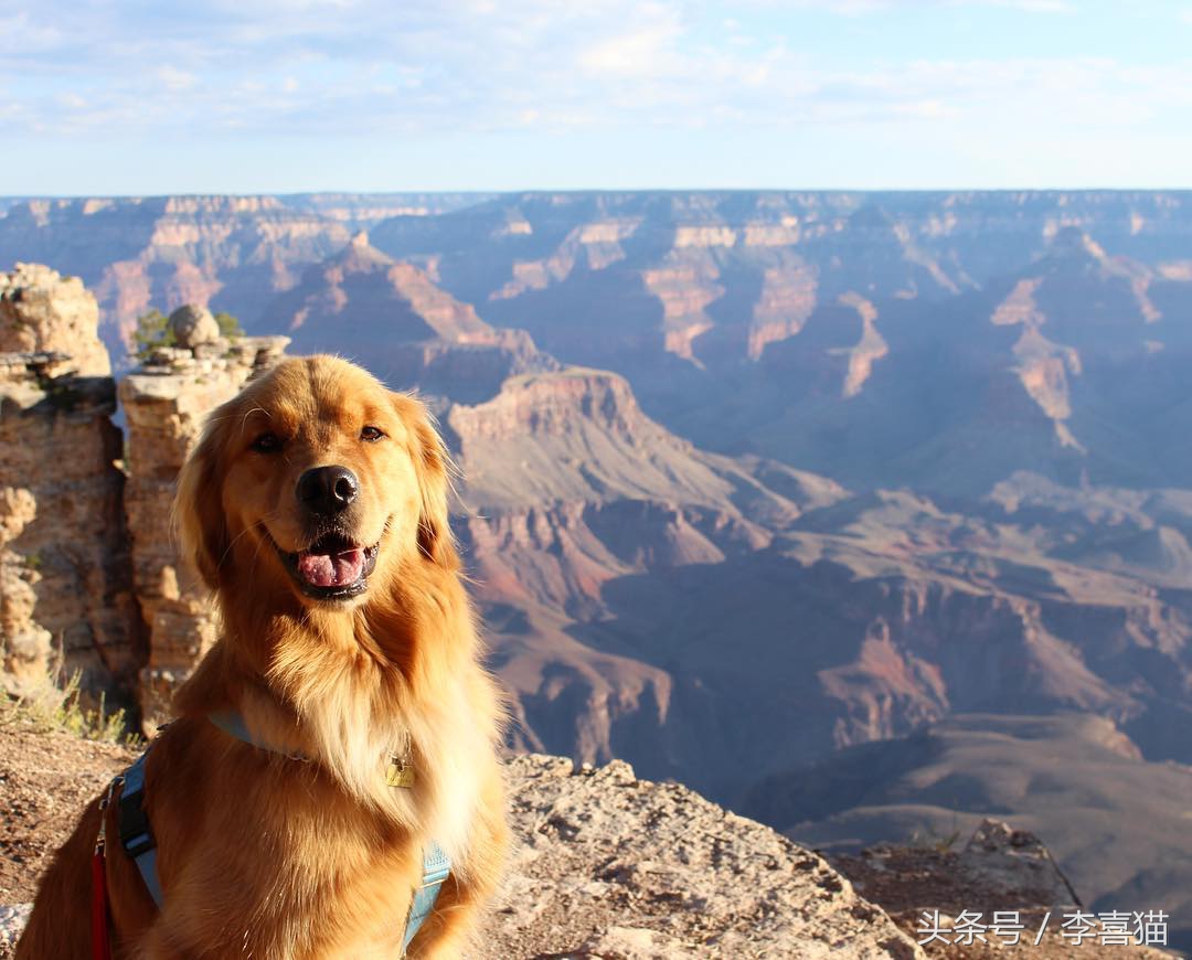被狗狗咬伤一定要打狂犬疫苗吗?狂犬病的这些小知识需要掌握