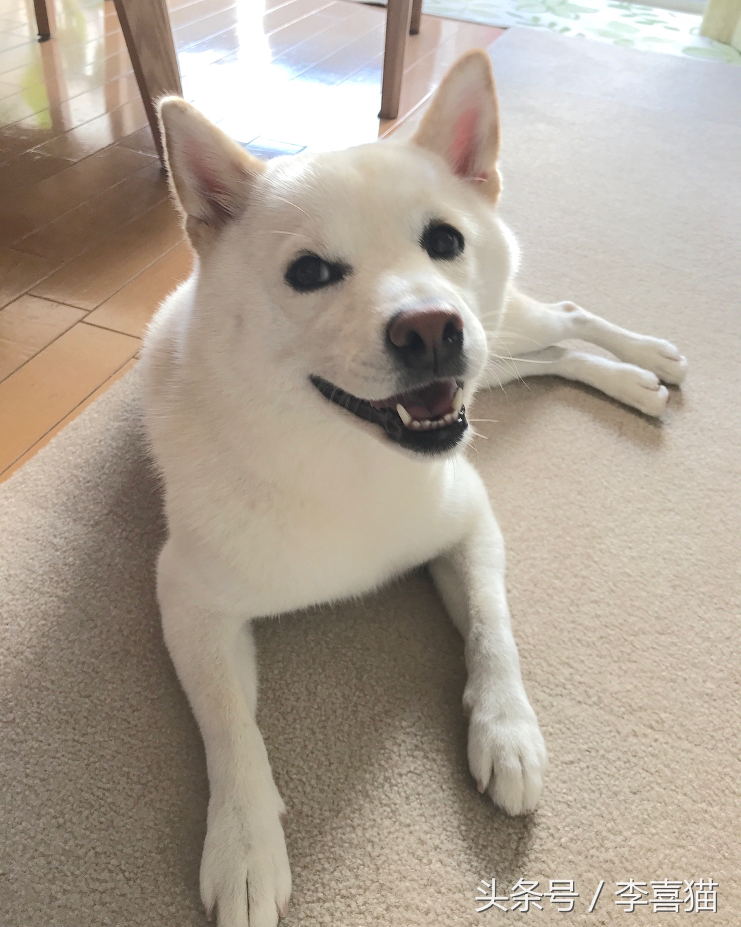 被狗狗咬伤一定要打狂犬疫苗吗?狂犬病的这些小知识需要掌握