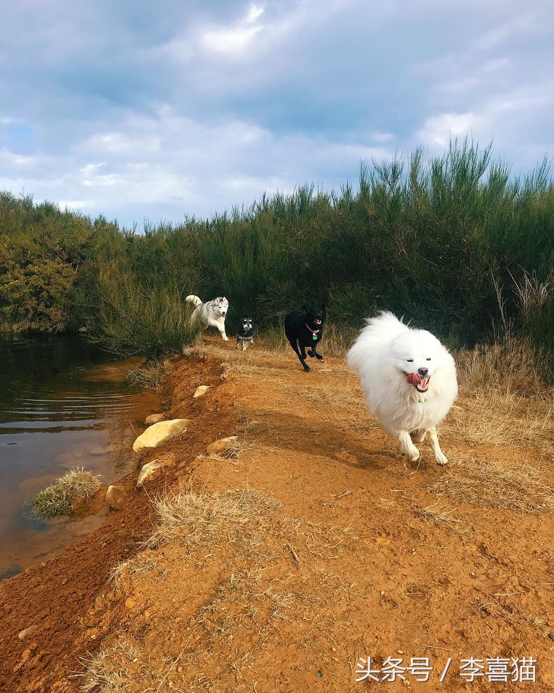 被狗狗咬伤一定要打狂犬疫苗吗?狂犬病的这些小知识需要掌握