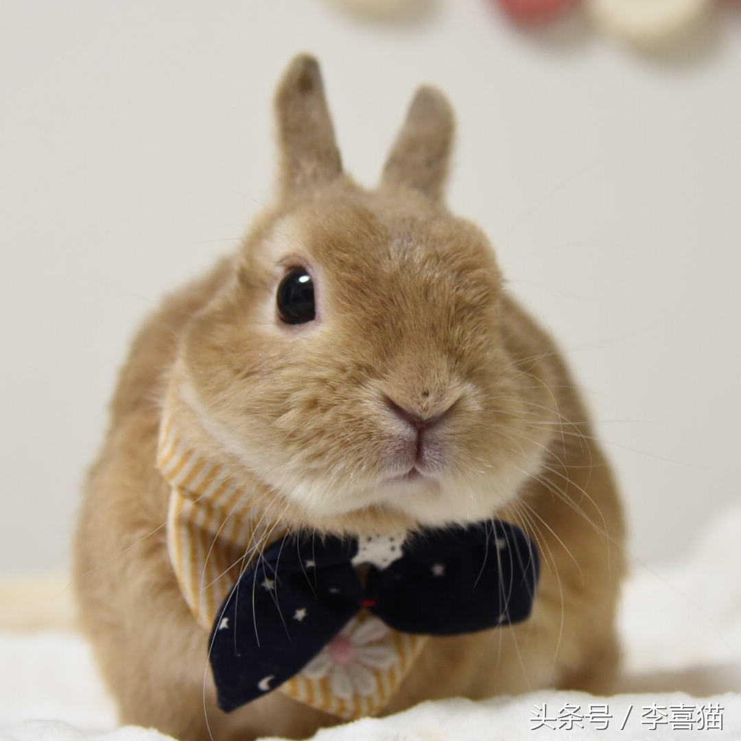 被狗狗咬伤一定要打狂犬疫苗吗?狂犬病的这些小知识需要掌握