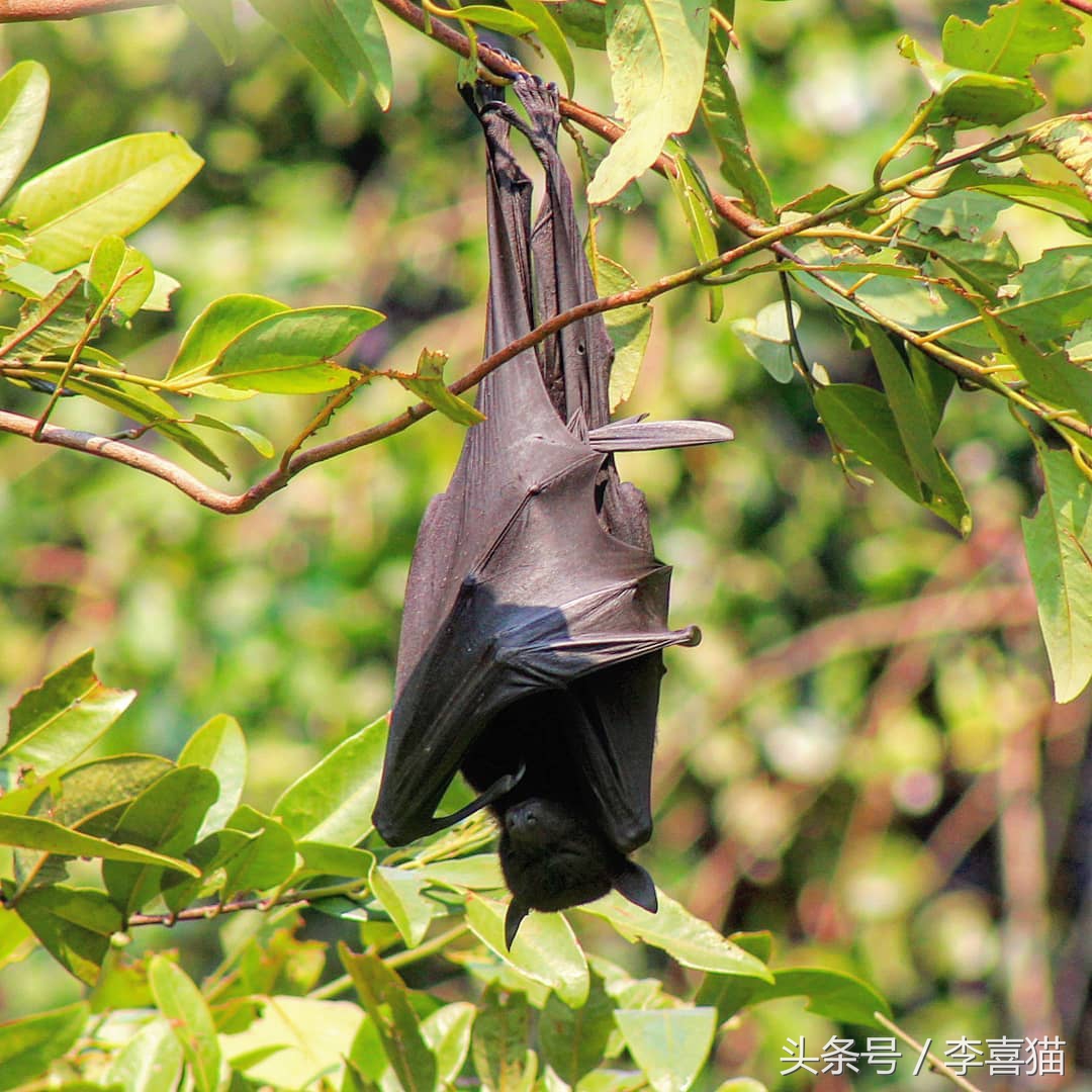 被狗狗咬伤一定要打狂犬疫苗吗?狂犬病的这些小知识需要掌握