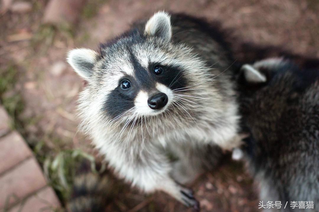 被狗狗咬伤一定要打狂犬疫苗吗?狂犬病的这些小知识需要掌握