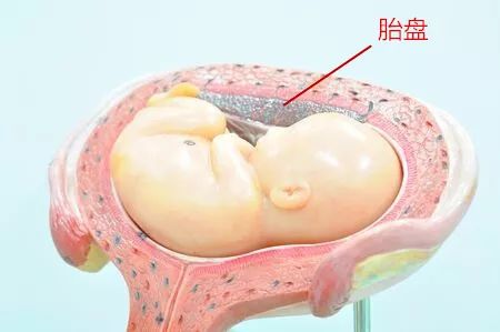 广东婆婆,别逼儿媳妇吃胎盘了