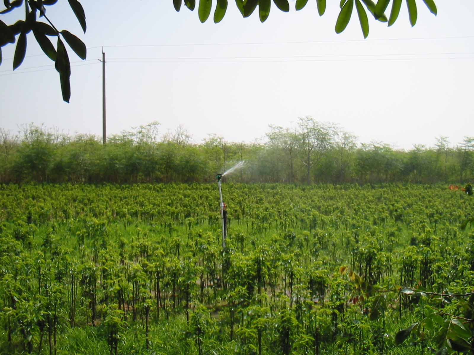 守宫木野菜,云南守宫木野菜