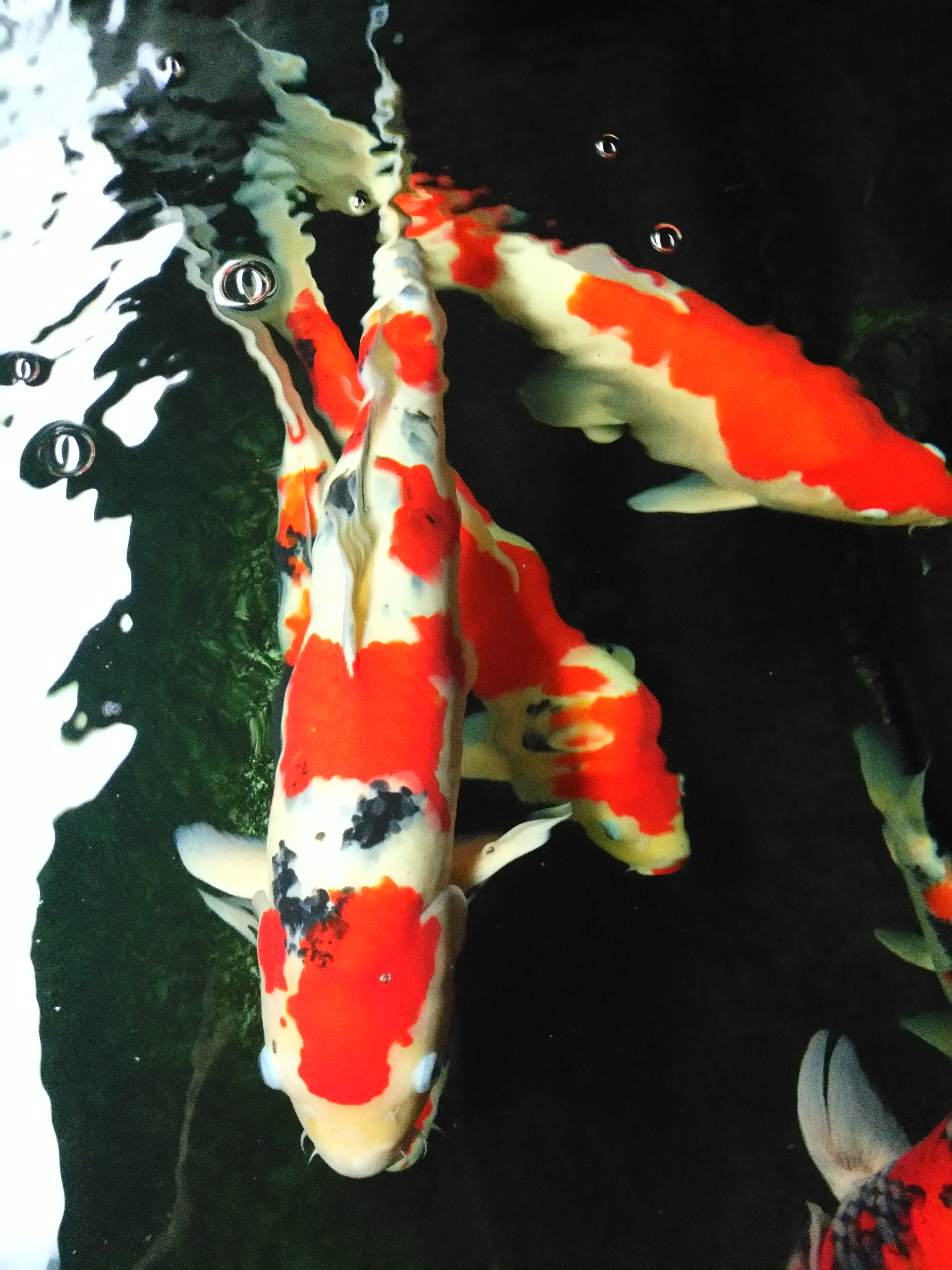 他来自河北小县城，两条锦鲤养了8年