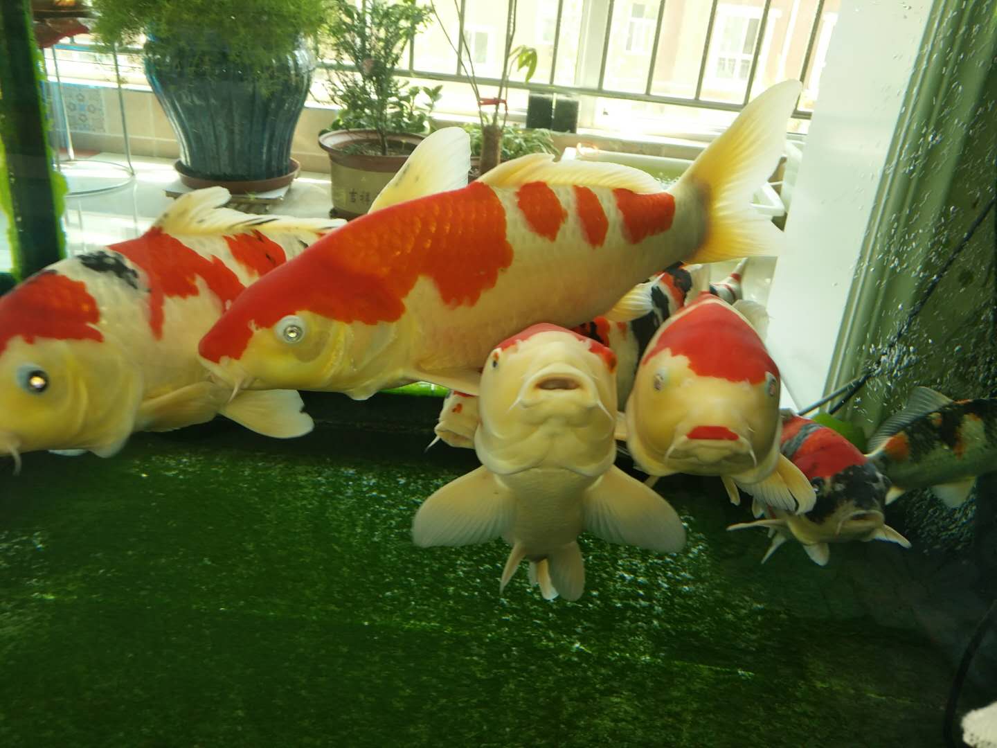 他来自河北小县城，两条锦鲤养了8年