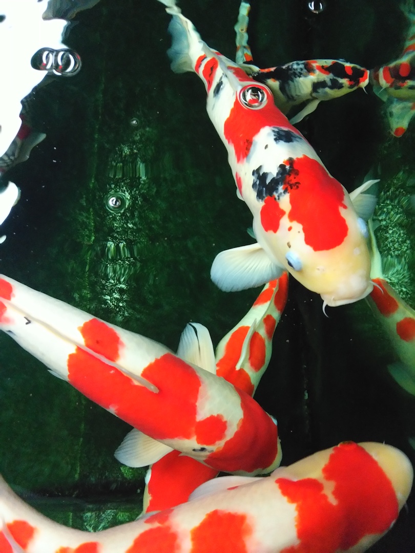 他来自河北小县城，两条锦鲤养了8年