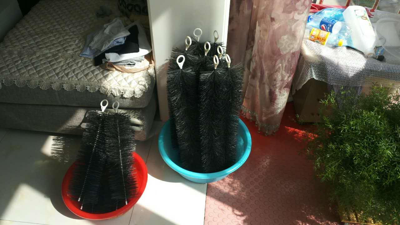 他来自河北小县城，两条锦鲤养了8年