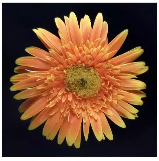 手机拍摄九宫格,手机摄影九宫格怎么设置