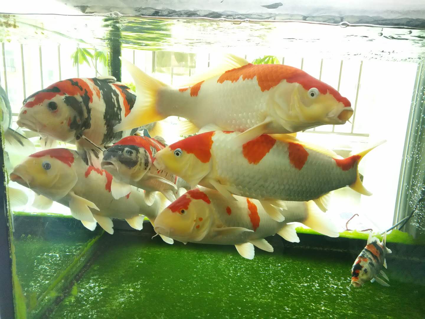 他来自河北小县城，两条锦鲤养了8年