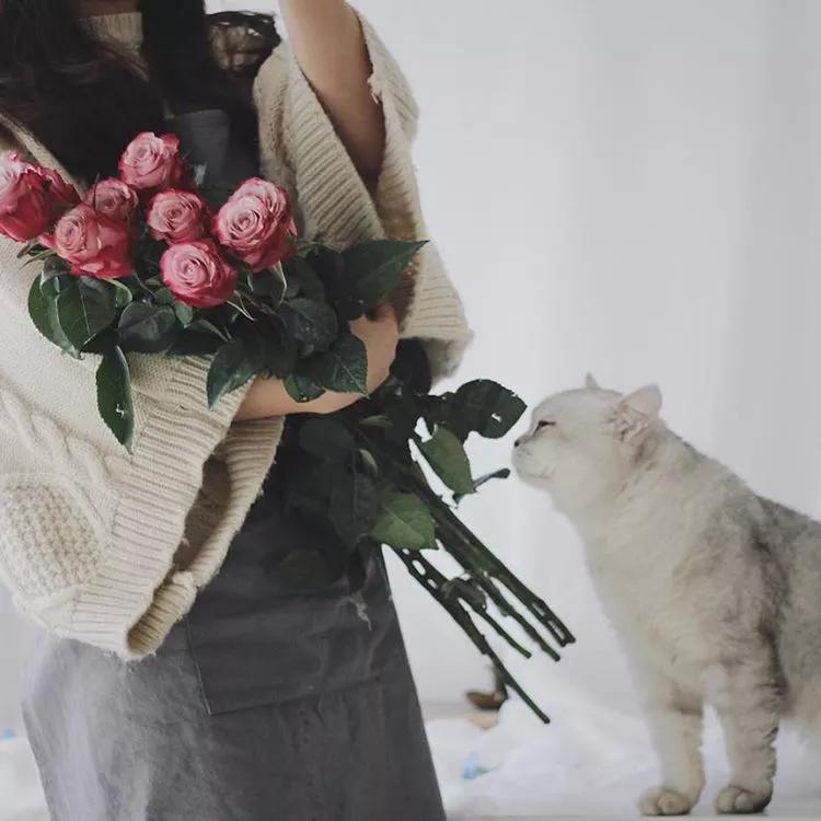 七夕节送花关于颜色的寓意,送花朵数讲究