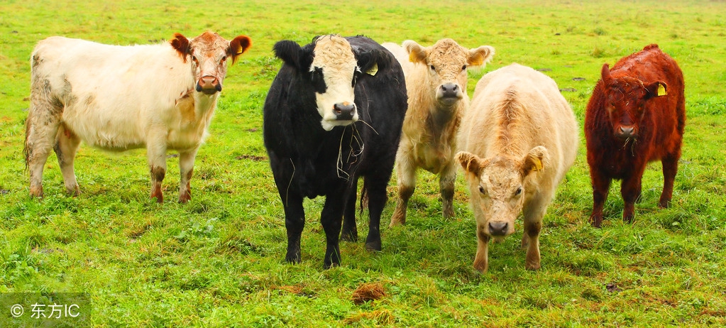 准备养牛的农村朋友，你知道养牛的赚不赚钱，和哪些方面有关嘛？