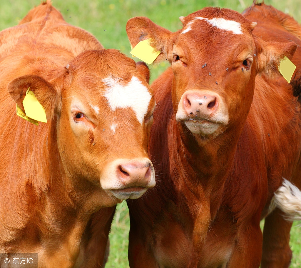 准备养牛的农村朋友，你知道养牛的赚不赚钱，和哪些方面有关嘛？