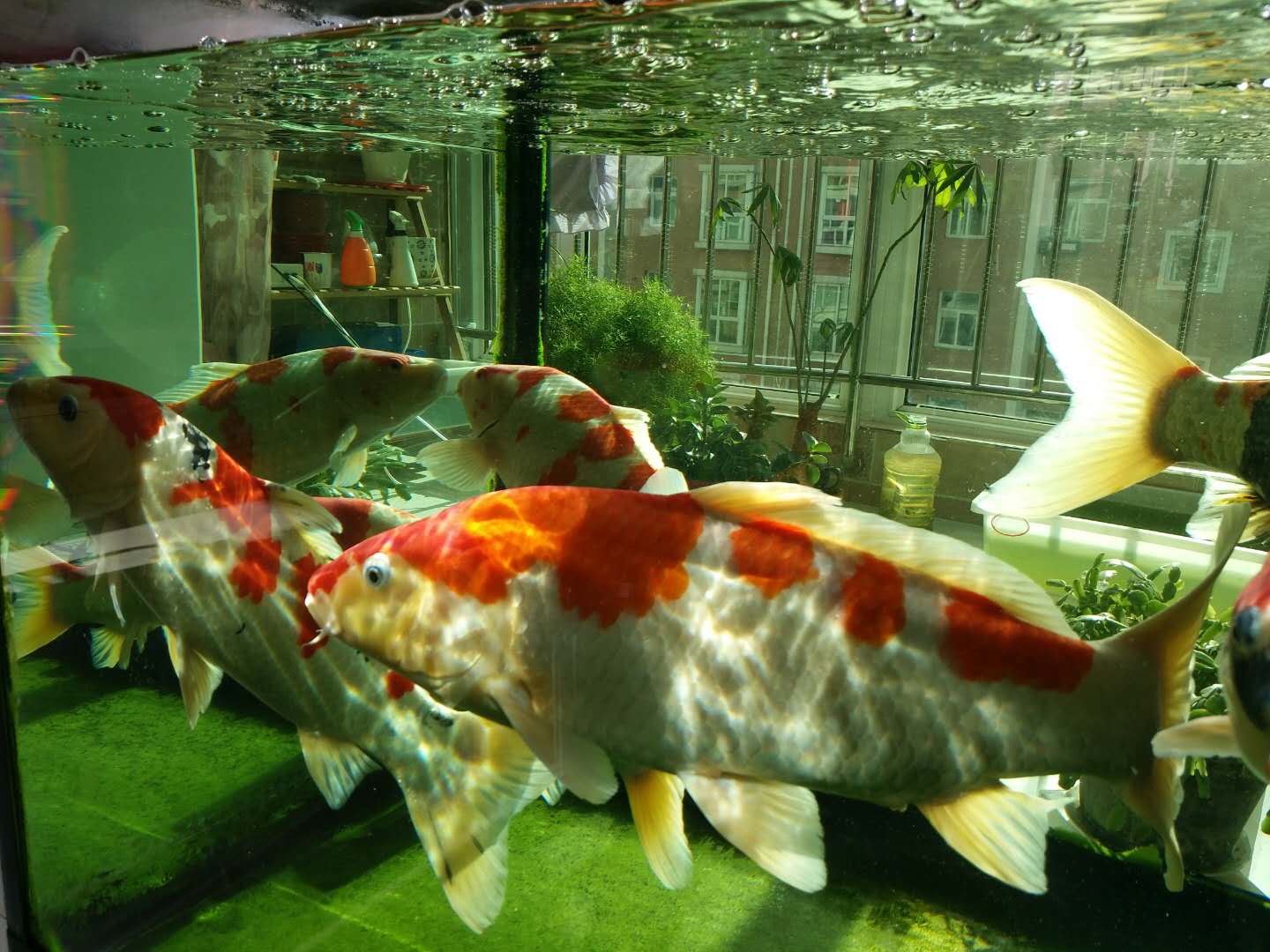 他来自河北小县城，两条锦鲤养了8年