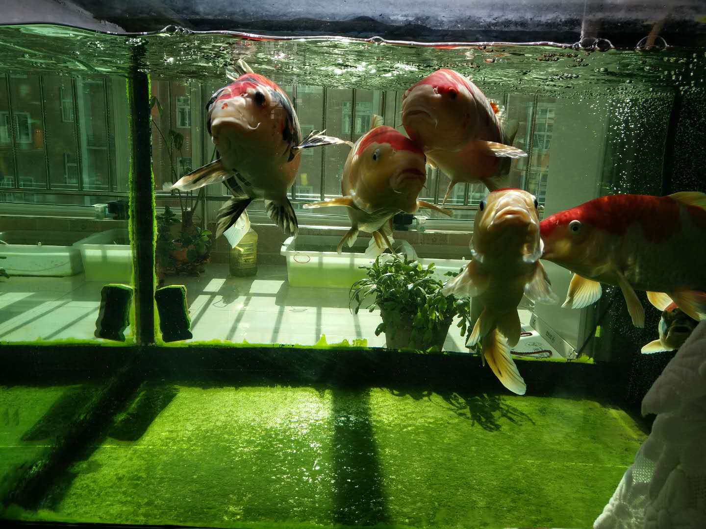 他来自河北小县城，两条锦鲤养了8年