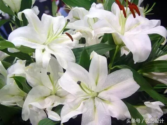 这些花卉超美,这些花草不仅好看还好养