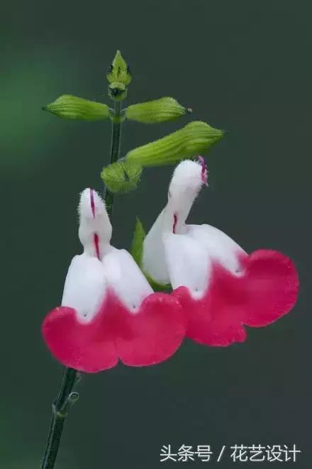 这些花卉超美,这些花草不仅好看还好养