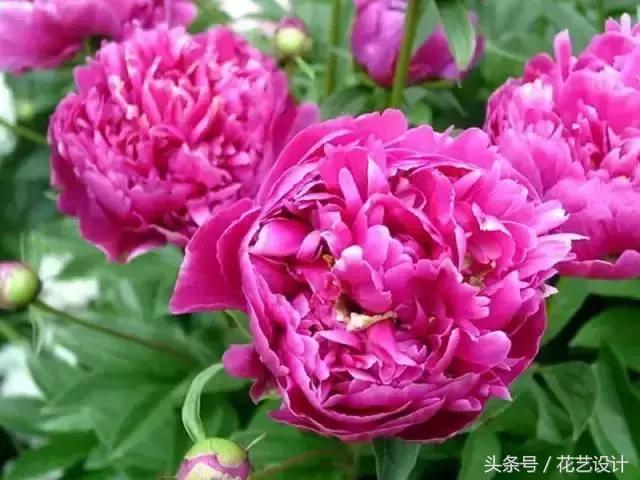 这些花卉超美,这些花草不仅好看还好养