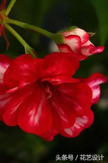 这些花卉超美,这些花草不仅好看还好养