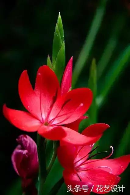 这些花卉超美,这些花草不仅好看还好养