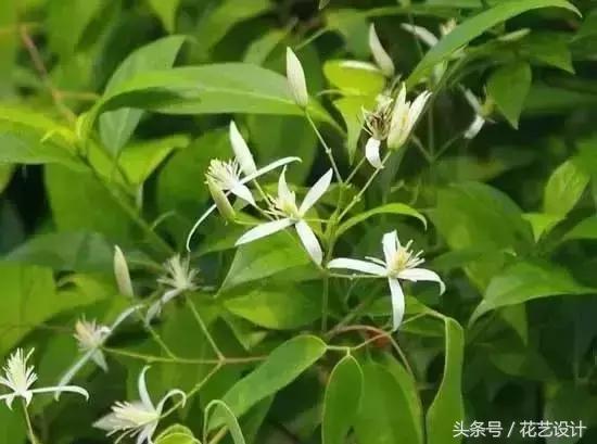 这些花卉超美,这些花草不仅好看还好养