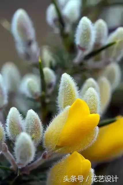 这些花卉超美,这些花草不仅好看还好养