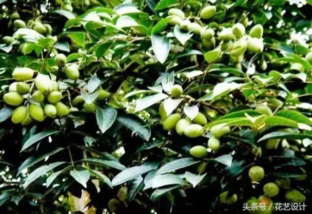 这些花卉超美,这些花草不仅好看还好养