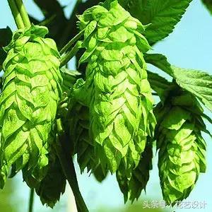 这些花卉超美,这些花草不仅好看还好养