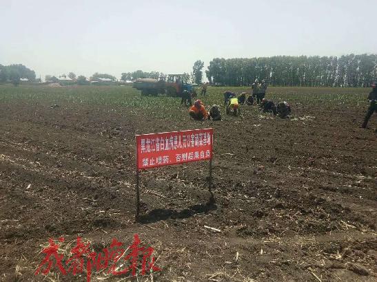 哈尔滨农民为白血病患儿种40亩“放心菜”每周去医院免费分发