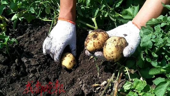 哈尔滨农民为白血病患儿种40亩“放心菜”每周去医院免费分发