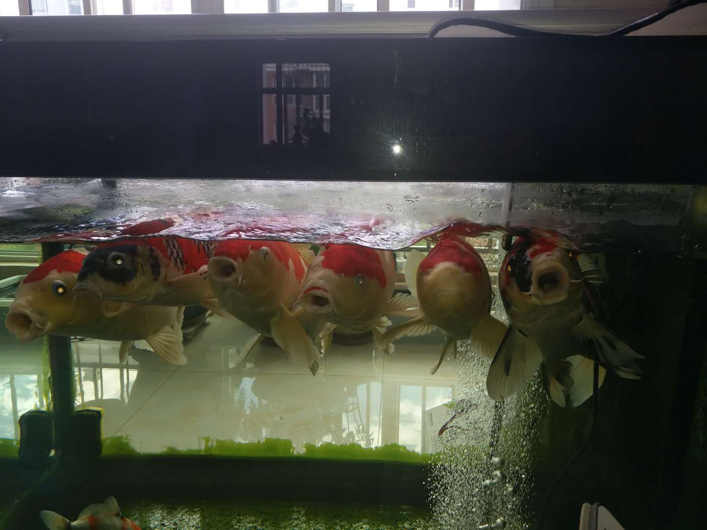 他来自河北小县城，两条锦鲤养了8年