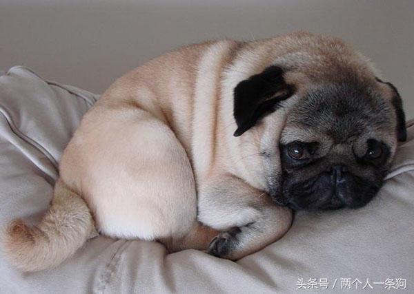 现在养狗比较流行的是哪种狗,养狗攻略适合城市饲养的十种狗