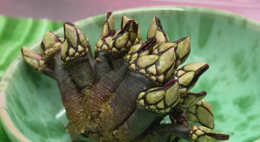 有人在拼夕夕上晒单“SUMSANG”,就有人喝着5000磅一杯的白兰地