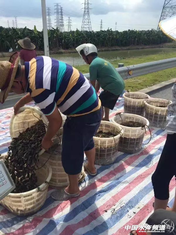 小型养殖泥鳅一亩能赚多少钱,科技苑养泥鳅牛人亩产5000斤