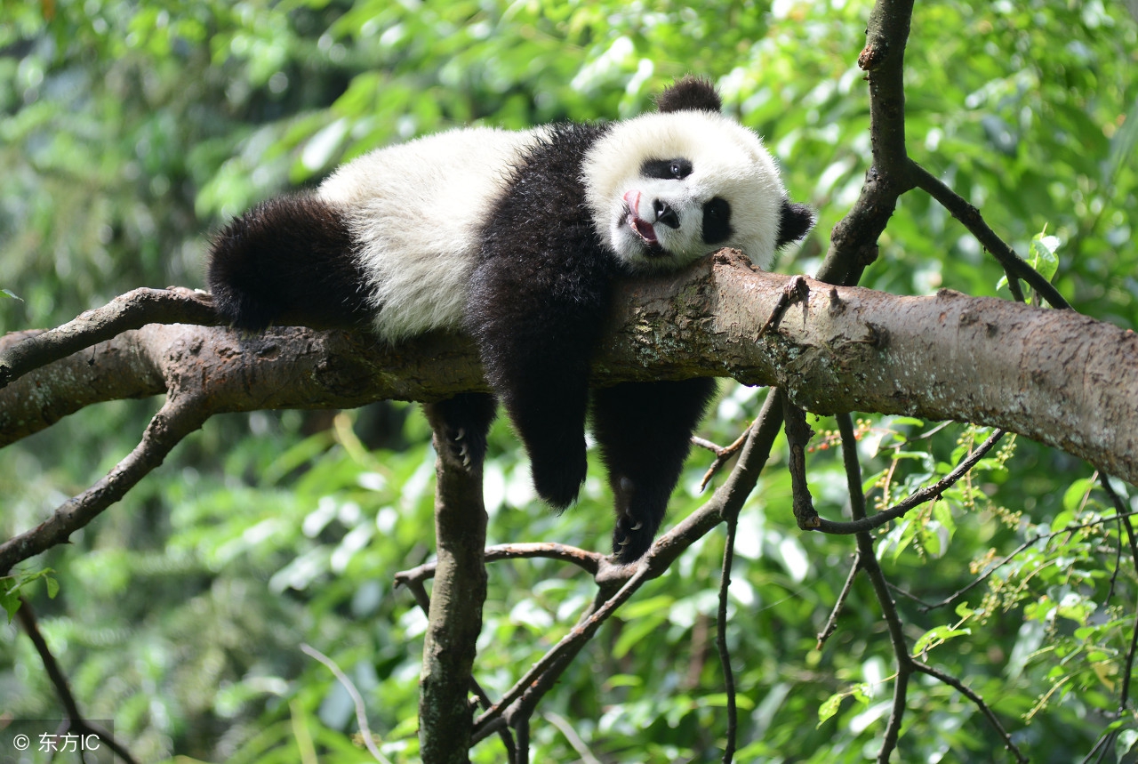 鹿茸中药功效与作用及食用方法,中药鹿茸的功效和吃法及禁忌