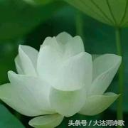 大沽河散文诗作品,大沽河的诗