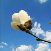 大沽河散文诗作品,大沽河的诗