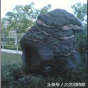 大沽河散文诗作品,大沽河的诗