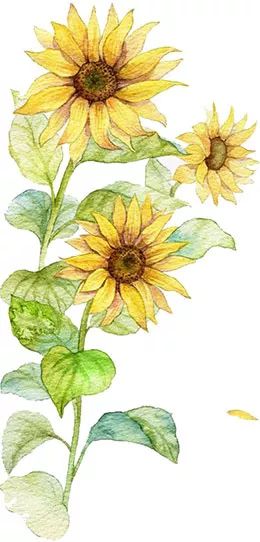 惊艳！花仙子这片向日葵花海盛情绽放！你去看了吗？