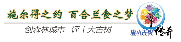 唐山古银杏树,唐山丰润古树