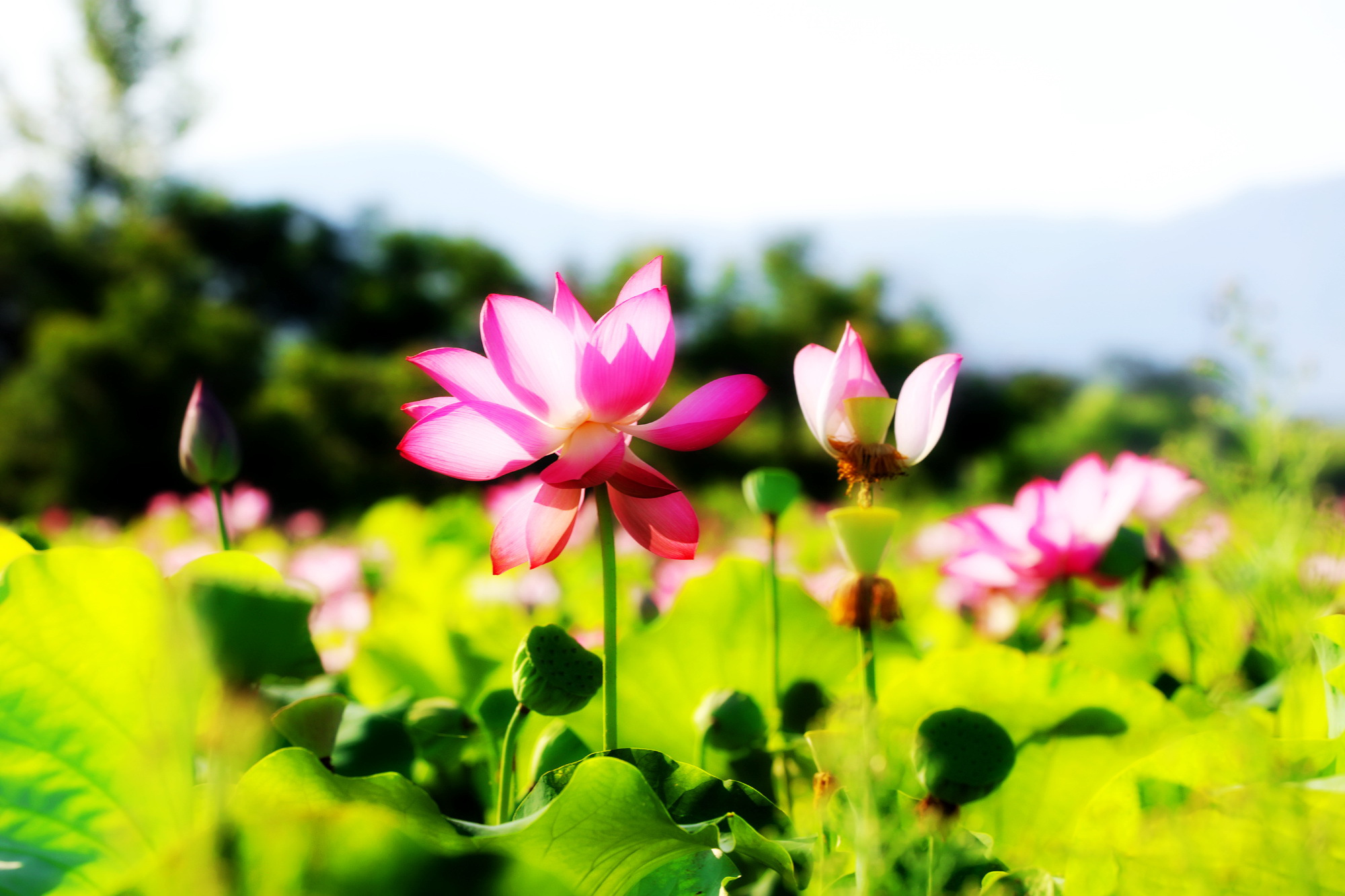 这个夏天的荷花太美了,这个夏天的荷花