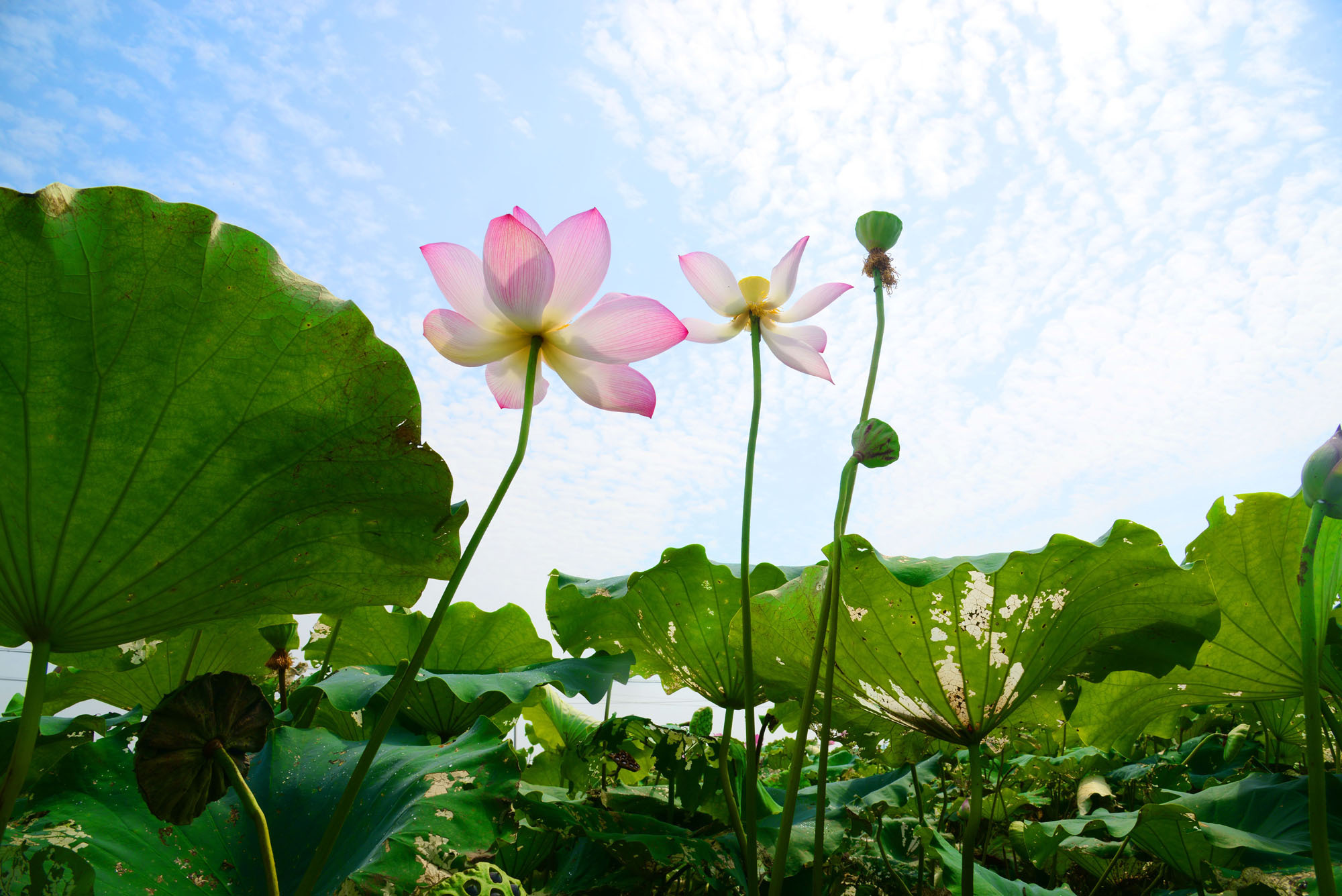 这个夏天的荷花太美了,这个夏天的荷花